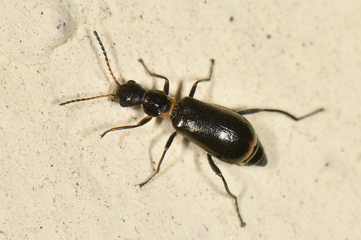 Malachiidae: Sphinginus lobatus ? S !